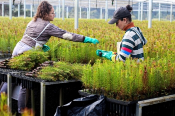 Santa Catarina lidera setor florestal e figura como potência na balança comercial brasileira