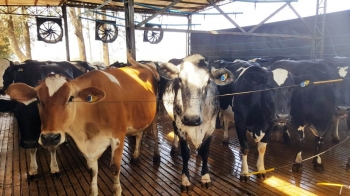 Parceria da Allflex com a Nestlé vai monitorar 100% das vacas produtoras de leite orgânico até 2020