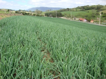 Pesquisas da Epagri com adubação e nutrição de cebola são referências para o Brasil