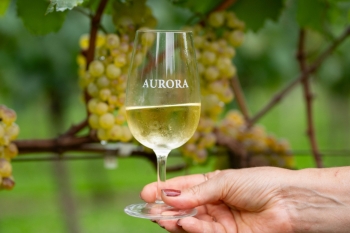 Com 71,6 milhões de quilos colhidos, Vinícola Aurora finaliza segunda maior safra da uva em duas décadas
