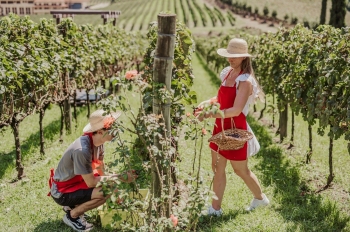 Festival Vale dos Vinhedos estreia celebrando a vindima com experiências abertas ao público