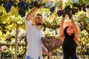 Vai começar a Vindima: Roteiros de enoturismo valorizam hábitos e tradições dos colonizadores italianos